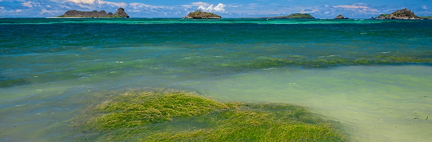 ブルーカーボン〜海が秘める気候変動対策〜