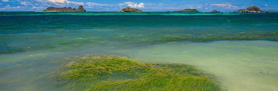 �u���[�J�[�{���`�C����߂�C��ϓ��΍�`