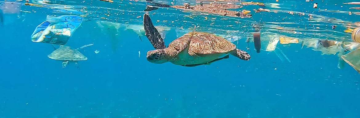 �֗����̑㏞�A�g����v���X�`�b�N�����Ɗ��ւ̉e��